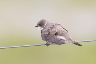 Sand martin (Riparia riparia), sitting on a wire, wildlife, animals, birds, swallows, migratory