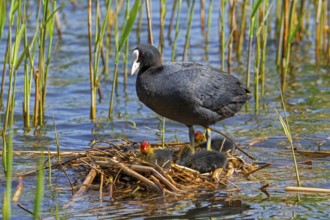 Eurasian coot, common coot (Fulica atra) parent with three chicks resting on nest in pond among