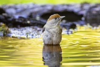 Blackcap (Sylvia atricapilla) wbl while bathing Germany