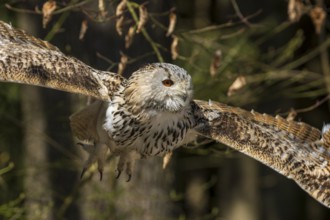 Owl in flight with outstretched wings against an autumnal forest background, Siberian Eagle Owl