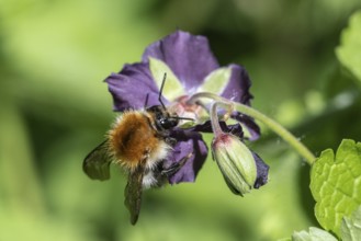 Field bumblebee (Bombus pascuorum) on cranesbill (Geranium phaeum), Emsland, Lower Saxony, Germany,