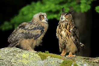 Eurasian Eagle-owl (Bubo bubo), adult, juvenile, on the ground, alert, in summer, Wisdom, Šumava,
