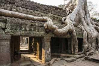 Ta Prohm, Angkor Wat, Angkor, UNESCO World Heritage Site, Siem Reap, Cambodia, Indochina, Southeast