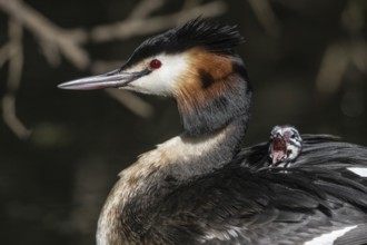 Great Crested Grebe (Podiceps Scalloped ribbonfish) with juvenile, Emsland, Lower Saxony, Germany,