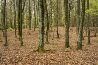 Beech forest in springtime in Ystad Municipality, Skåne county, Sweden, Scandinavia, Europe