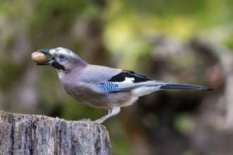 Eurasian jay /Garrulus glandarius) Germany