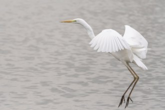 Great egret (Ardea alba) in flight in a pond. Bas Rhin, Alsace, France, Europe