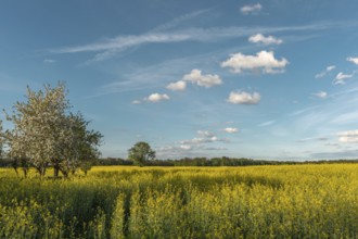 A field with yellow flowers and a tree in the centre. The sky is blue with some clouds. Bas Rhin,