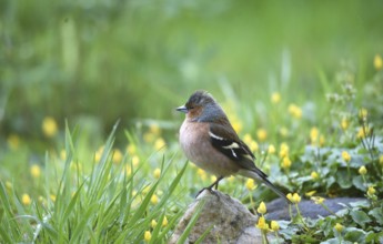 Male chaffinch (Fringilla coelebs) sitting on a stone in the rain