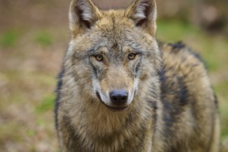 Wolf (Canis lupus), close-up portrait of a wolf with a penetrating gaze in the forest, Germany,