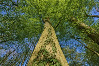 Oak (Quercus), entwined with ivy, reaching high into the blue sky, spring, Bullau nature reserve,