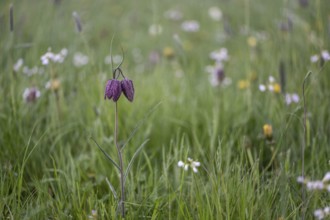 Snake's Head Fritillary (Fritillaria meleagris), Lower Saxony, Germany, Europe