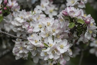 Apple blossom (Malus domestica), Lower Saxony, Germany, Europe