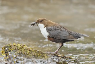 White-throated Dipper (Cinclus cinclus) on a mossy stone on the bank of a river, with caddis fly