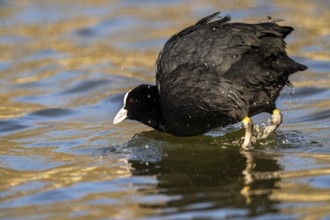 Eurasian Coot (Fulica atra), Vulkaneifel, Rhineland-Palatinate, Germany, Europe