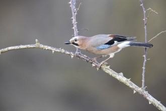 Eurasian jay /Garrulus glandarius) Germany