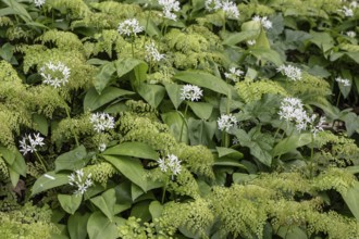 Wild garlic (Allium ursinum) and maidenhair fern (Adiantum capillus-veneris), Emsland, Lower
