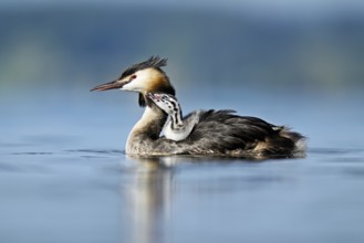 Great Crested Grebe (Podiceps Scalloped ribbonfish), with chicks in plumage swimming in the water,