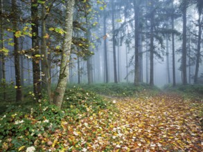 Autumn leaves on forest path through the foggy forest, Beinwil, Freiamt, Canton Aargau,