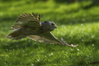 A bird of prey glides dynamically with outstretched wings over a green meadow, Siberian Eagle Owl