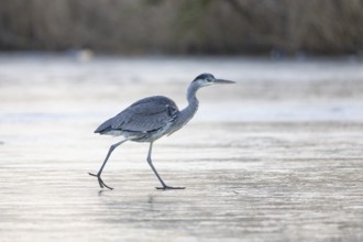 Grey heron (Ardea cinerea) Germany