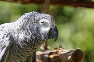 Grey parrot (Psittacus erithacus timneh), adult on tree, animal portrait, occurrence Central Africa