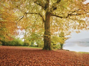 Autumn-coloured copper beech (Fagus sylvatica), in the light of the setting sun, Hallwilersee,
