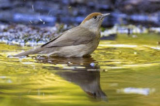 Blackcap (Sylvia atricapilla) wbl while bathing Germany