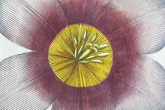 Red and white tulip blossom (Tulipa), hand-coloured copperplate engraving by Basilius Besler, from