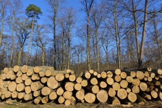 Pile of cut tree trunks in a wintry forest under a clear blue sky, Rote Lache nature reserve by