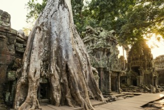 Ta Prohm, Angkor Wat, Angkor, UNESCO World Heritage Site, Siem Reap, Cambodia, Indochina, Southeast