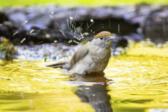 Blackcap (Sylvia atricapilla) wbl while bathing Germany
