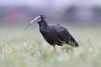 Northern bald ibis (Geronticus eremita), foraging in a meadow, Canton Zug, Switzerland, Europe