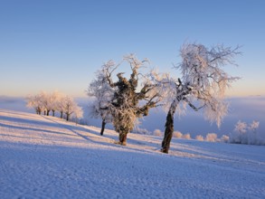 Trees in the rough in the light of the rising sun, behind the sea of fog over the Reuss valley,