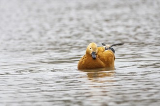 Ruddy shelduck (Tadorna ferruginea) Germany