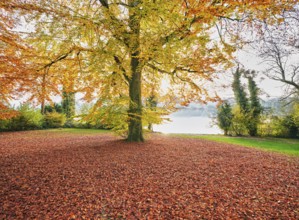 Autumn-coloured copper beech (Fagus sylvatica), in the light of the setting sun, Hallwilersee,