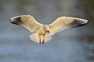 Black-headed Black-headed Gull (Larus ridibundus), in flight, Lake Zug, Canton Zug, Switzerland,