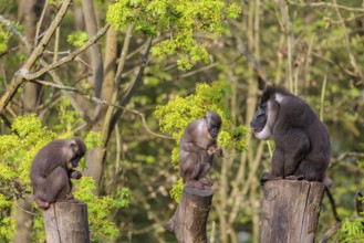 Three Drills (Mandrillus leucophaeus), a male and two females, sit high up on the three stumps of a