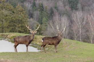 Two Japanese sika deer stags (Cervus nippon nippon) stand attentively in a meadow in hilly terrain