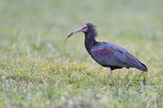 Northern bald ibis (Geronticus eremita), foraging in a meadow, Canton Zug, Switzerland, Europe