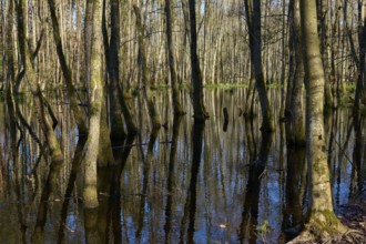 Alluvial forest reflection of trees in swampy forest water, alders, spring, nature reserve Rote