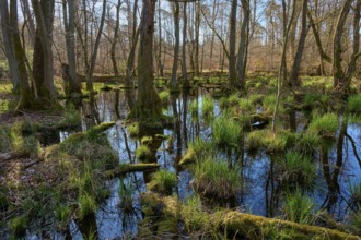 A quiet alluvial forest with moss-covered tree trunks and reflecting water in the morning light,