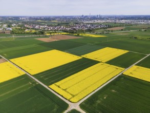 Behind blossoming rapeseed fields and the A5 motorway lie the Frankfurt districts of Kalbach and