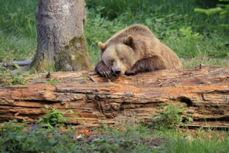 Eurasian brown bear (Ursus arctos arctos), half-grown young, resting, tree trunk, in summer,