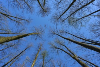 View upwards through tall, leafless alder trees in a forest against a clear blue sky, spring,