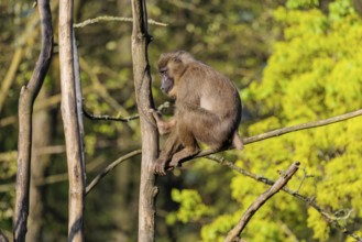 A female Drill (Mandrillus leucophaeus) sits high up in a tree and enjoys the early sunlight. A