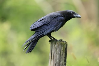 Raven (Corvus corax), adult, in summer, perch, vigilant, Šumava, Czech Republic, Europe