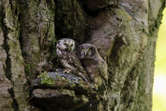 Great Horned Owl (Aegolius funereus), Great Horned Owl, adult, juvenile, on tree, on guard,