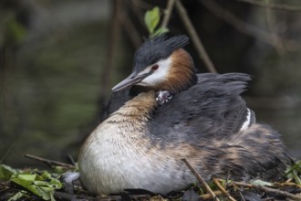 Great Crested Grebe (Podiceps Scalloped ribbonfish) with juveniles), Emsland, Lower Saxony,