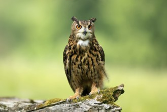 Eurasian Eagle-owl (Bubo bubo), adult, perch, vigilant, in summer, Wisdom, Šumava, Czech Republic,